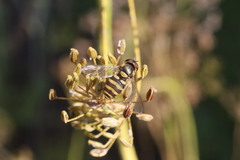 Syrphus