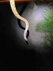 Pituophis catenifer affinis