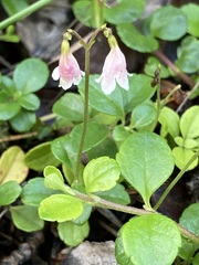 Linnaea borealis