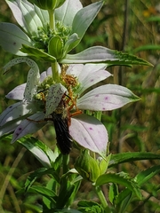 Cerceris bicornuta