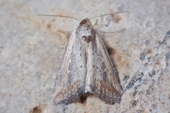 Epimecia ustula