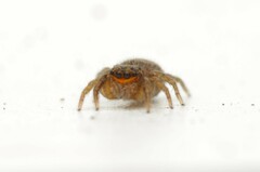 Euophrys
