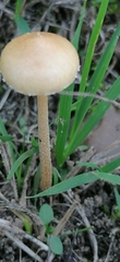 Agrocybe