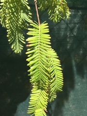 Metasequoia