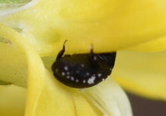 Brassicogethes aeneus