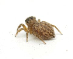 Euophrys