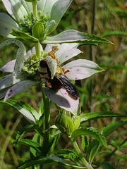 Cerceris bicornuta