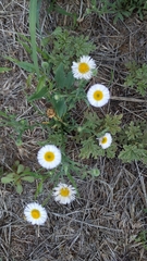 Erigeron modestus