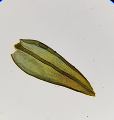 Geheebia lurida