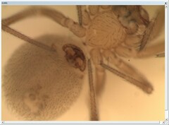 Centromerus cavernarum