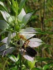 Cerceris bicornuta