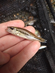 Micropterus salmoides