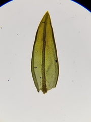 Geheebia lurida