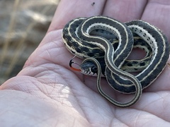 Thamnophis cyrtopsis