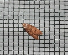 Tachystola acroxantha