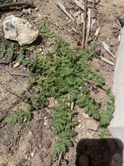 Erodium