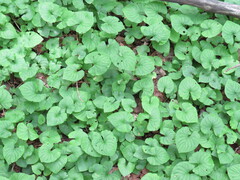 Violaceae