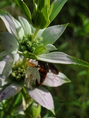 Cerceris bicornuta