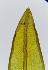 Geheebia lurida