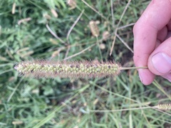 Setaria pumila