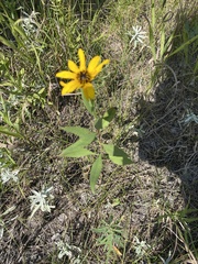 Helianthus pauciflorus