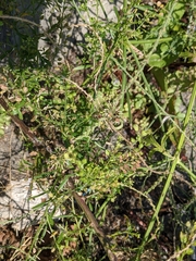 Lepidium ruderale