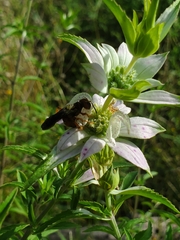 Cerceris bicornuta