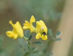 Brassicogethes aeneus