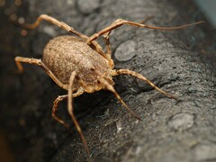 Odiellus spinosus