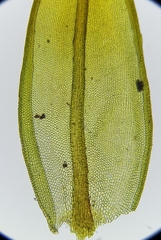 Geheebia lurida