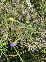 Symphyotrichum laeve