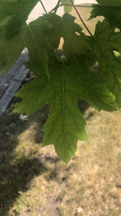 Acer saccharinum
