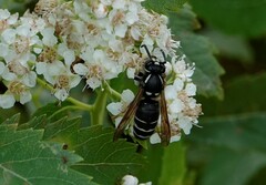 Vespinae