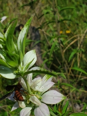 Cerceris bicornuta