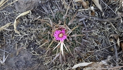 Echinofossulocactus crispatus