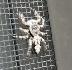 Platycryptus undatus