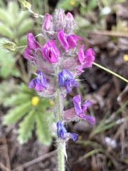 Oxytropis splendens