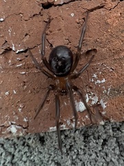 Steatoda grossa