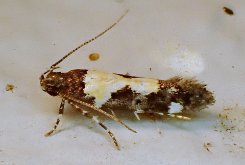 Red-necked Peanutworm Moth photo 3