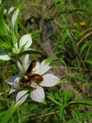 Cerceris bicornuta