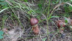 Suillus clintonianus