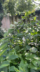 Polygonatum biflorum