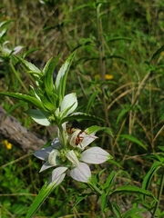 Cerceris bicornuta