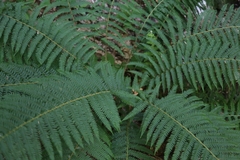 Dryopteris filix-mas