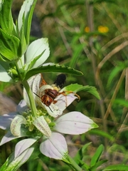 Cerceris bicornuta