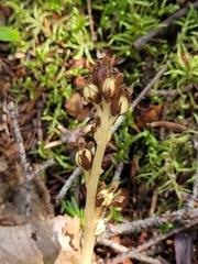 Monotropa hypopitys
