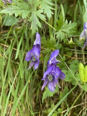 Aconitum variegatum