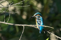 Alcedo atthis