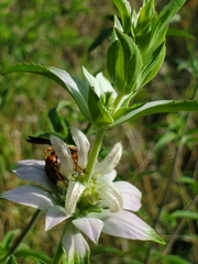 Cerceris bicornuta