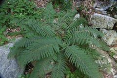 Dryopteris filix-mas